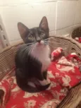 Naila