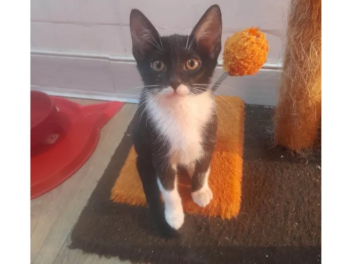 Gato ra a SRD-ViraLata idade 2 a 6 meses nome Naila