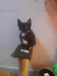 Tom
