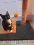 Tom