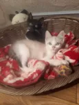 Tom