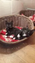 Tom
