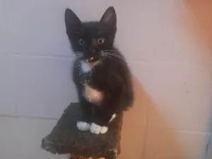 Gato raça SRD-ViraLata idade 2 a 6 meses nome Tom
