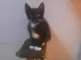 Tom