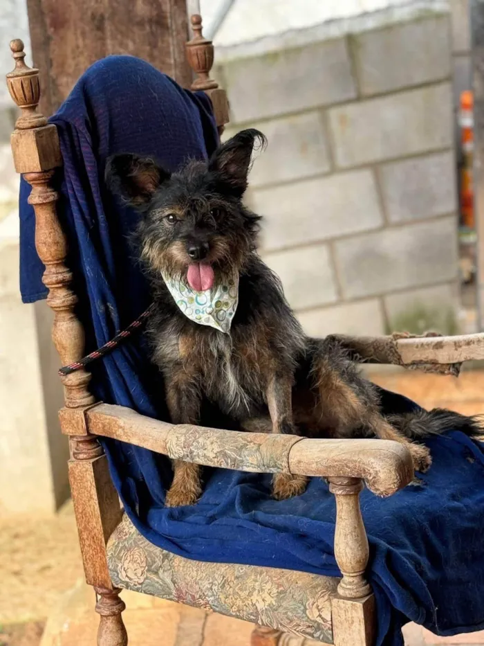 Cachorro ra a SRD-ViraLata idade 2 anos nome Juliano 