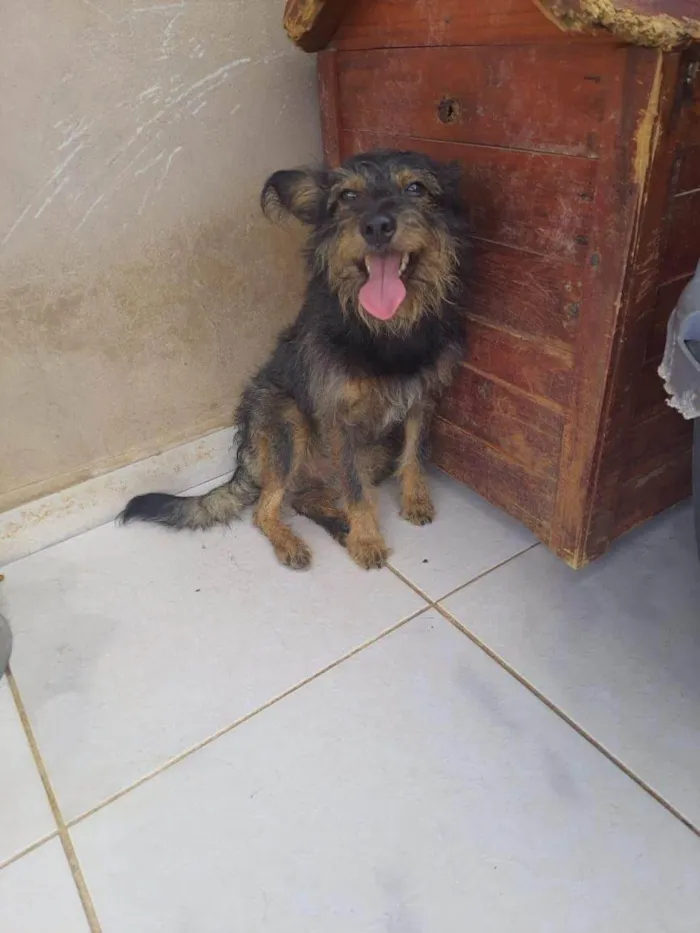 Cachorro ra a SRD-ViraLata idade 2 anos nome Juliano 