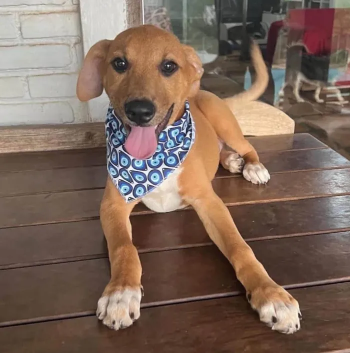 Cachorro ra a SRD-ViraLata idade 1 ano nome Danilo 