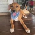 Danilo