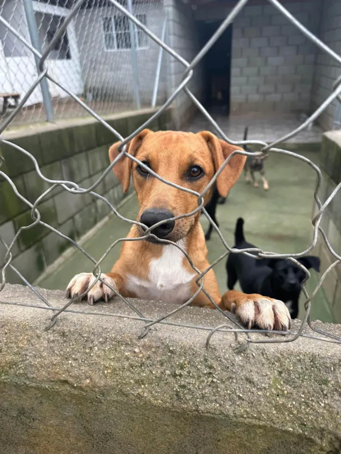 Cachorro ra a SRD-ViraLata idade 1 ano nome Danilo 