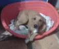 Danilo