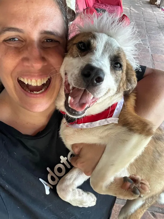 Cachorro ra a SRD-ViraLata idade 1 ano nome Derek