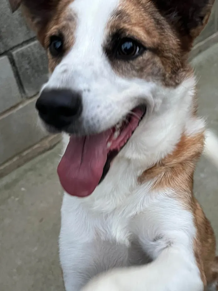 Cachorro ra a SRD-ViraLata idade 1 ano nome Derek