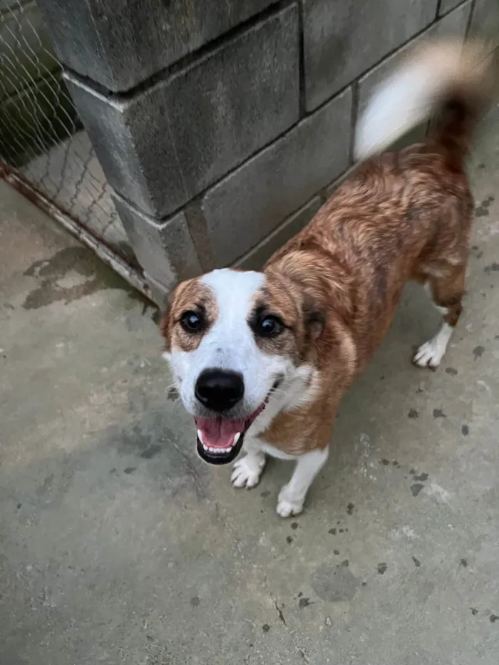 Cachorro ra a SRD-ViraLata idade 1 ano nome Derek