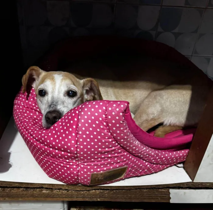 Cachorro ra a SRD-ViraLata idade 5 anos nome Raquel 