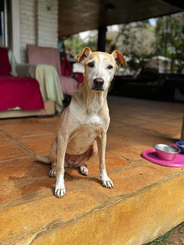 Cachorro ra a SRD-ViraLata idade 5 anos nome Raquel 