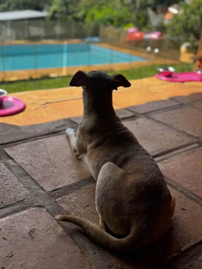 Cachorro ra a SRD-ViraLata idade 5 anos nome Raquel 
