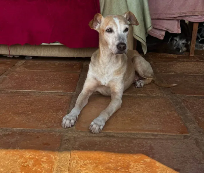 Cachorro ra a SRD-ViraLata idade 5 anos nome Raquel 
