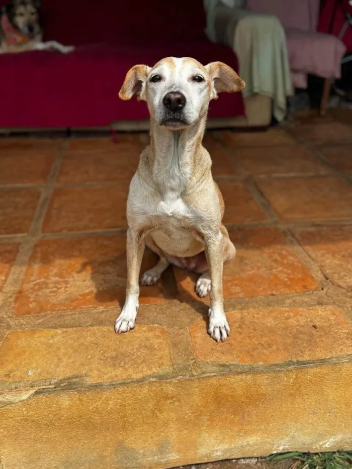 Cachorro ra a SRD-ViraLata idade 5 anos nome Raquel 