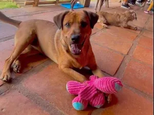 Cachorro raça SRD-ViraLata idade 1 ano nome Tico 