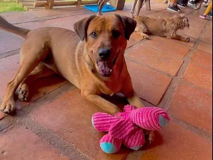 Cachorro ra a SRD-ViraLata idade 1 ano nome Tico 