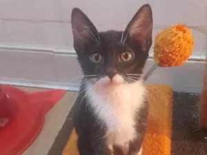 Gato raça SRD-ViraLata idade 2 a 6 meses nome Naila