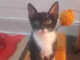 Naila
