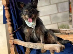 Cachorro raça SRD-ViraLata idade 2 anos nome Juliano 