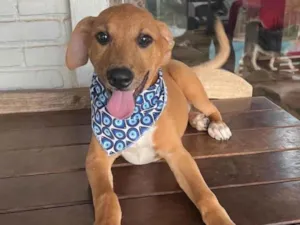 Cachorro raça SRD-ViraLata idade 1 ano nome Danilo 