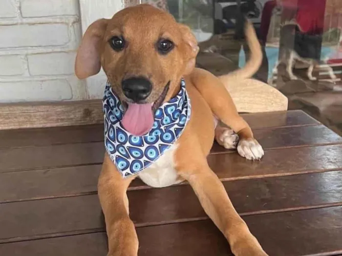 Cachorro ra a SRD-ViraLata idade 1 ano nome Danilo 