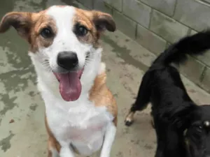 Cachorro raça SRD-ViraLata idade 1 ano nome Derek