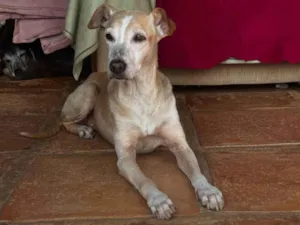 Cachorro raça SRD-ViraLata idade 5 anos nome Raquel 