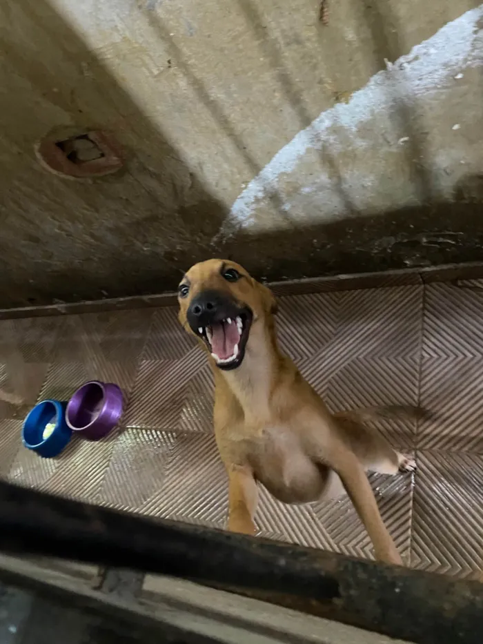Cachorro ra a SRD-ViraLata idade 2 a 6 meses nome Vitoria 