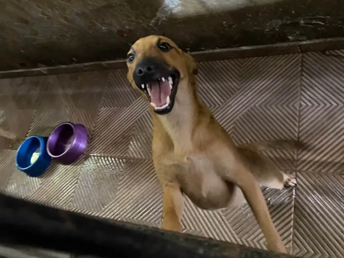 Cachorro ra a SRD-ViraLata idade 2 a 6 meses nome Vitoria 