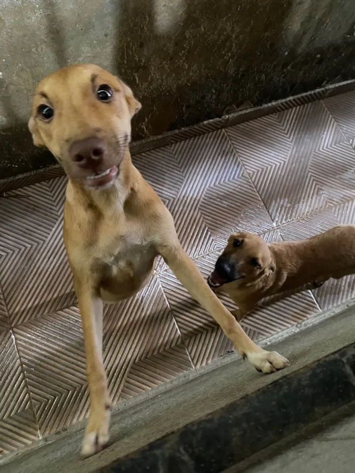Cachorro ra a SRD-ViraLata idade 2 a 6 meses nome Vitória 