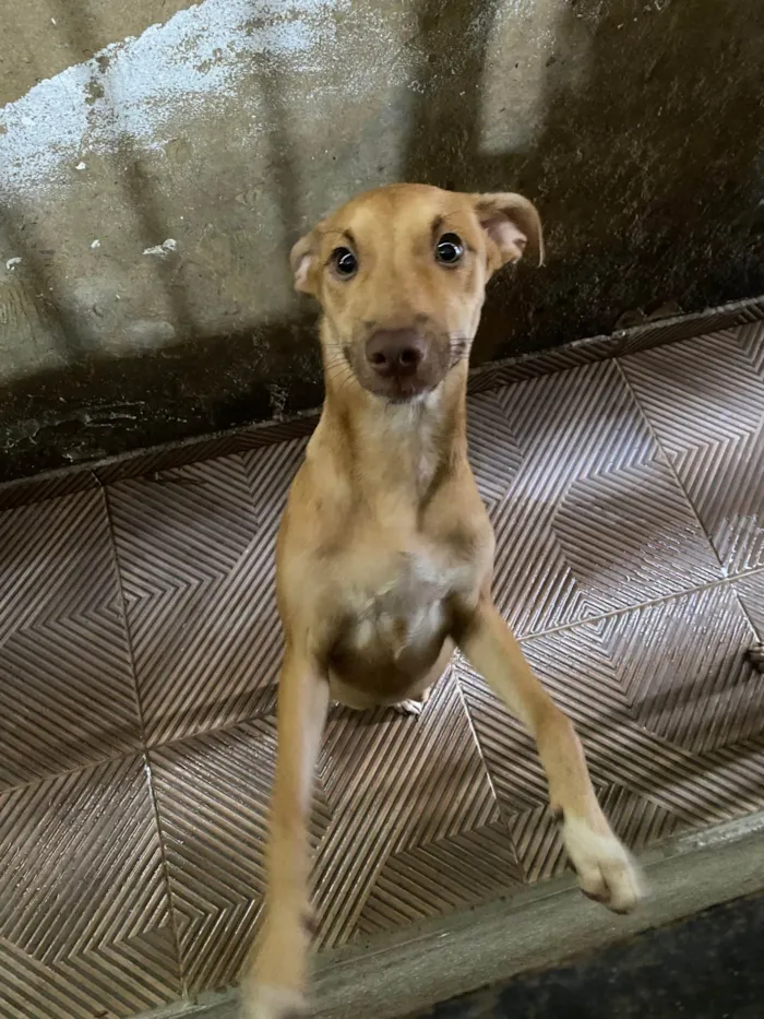 Cachorro ra a SRD-ViraLata idade 2 a 6 meses nome Vitória 