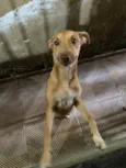 Vitória