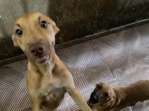 Cachorro raça SRD-ViraLata idade 2 a 6 meses nome Vitória 