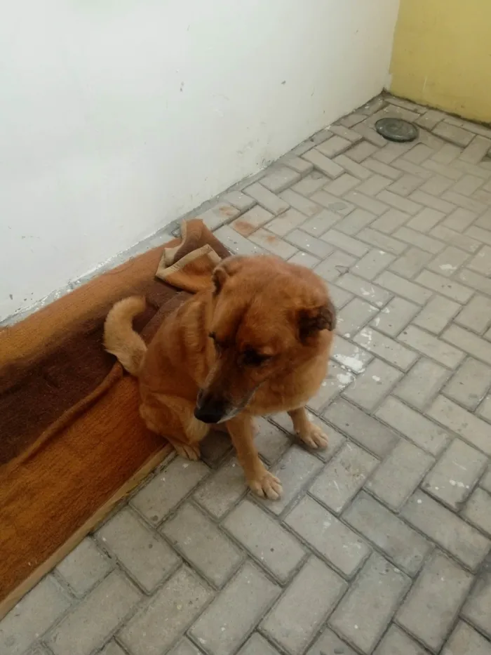 Cachorro ra a Pastor Alemão idade 6 ou mais anos nome Flech 