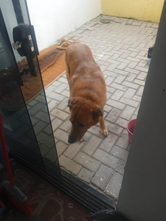 Cachorro ra a Pastor Alemão idade 6 ou mais anos nome Flech 