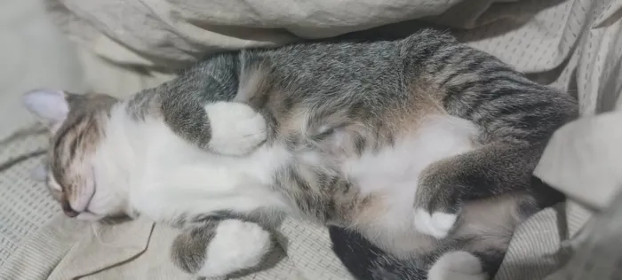 Gato ra a SRD-ViraLata idade 2 a 6 meses nome Sem