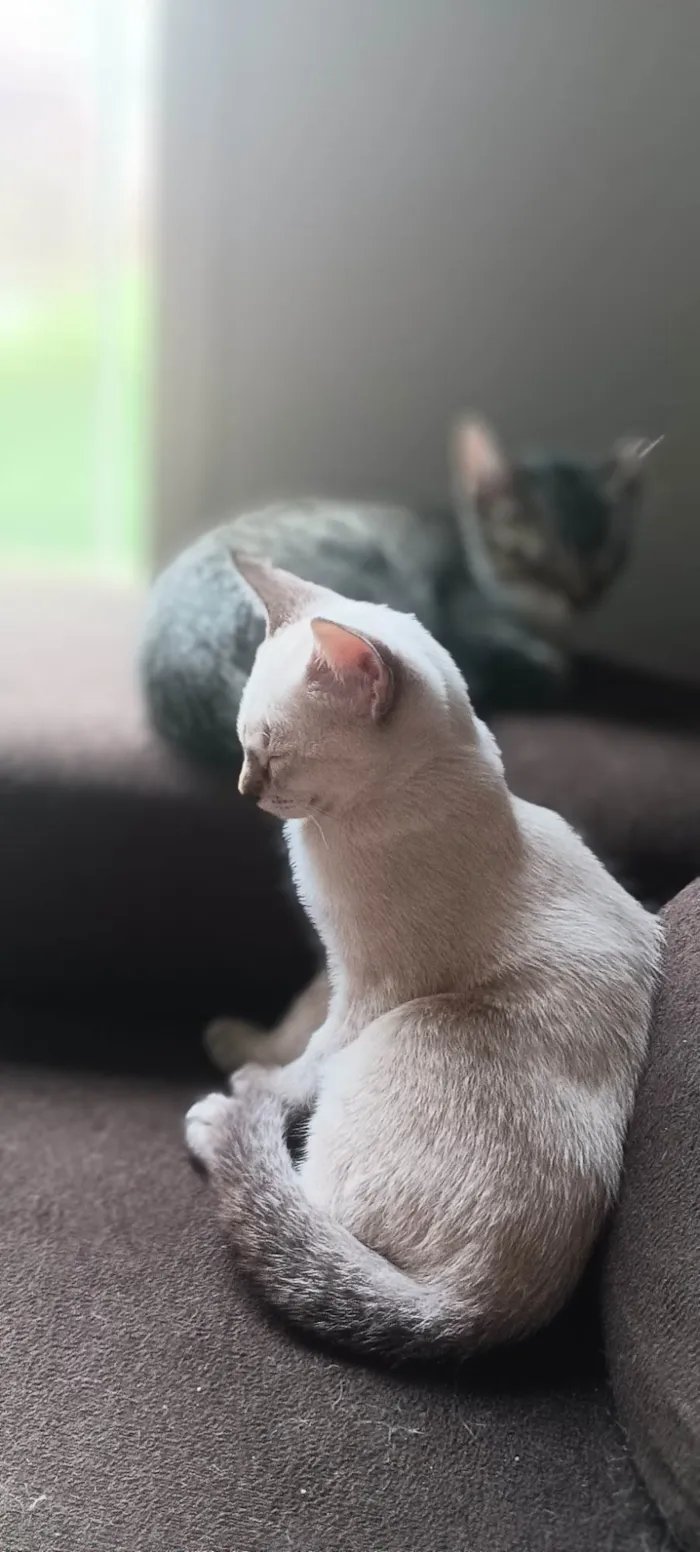 Gato ra a SRD-ViraLata idade 2 a 6 meses nome Sem