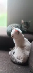 Sem