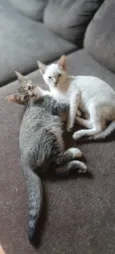 Sem