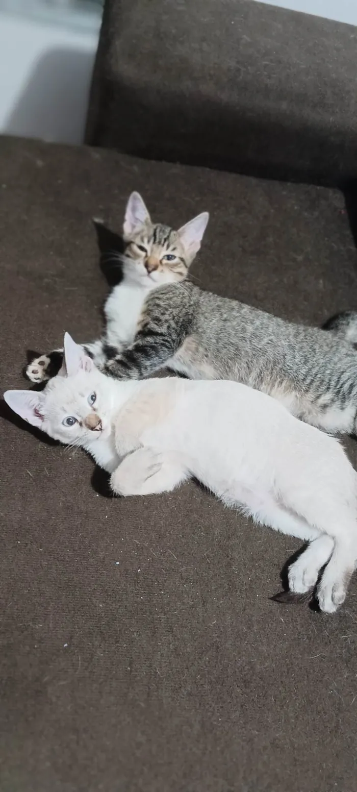 Gato ra a SRD-ViraLata idade 2 a 6 meses nome Sem