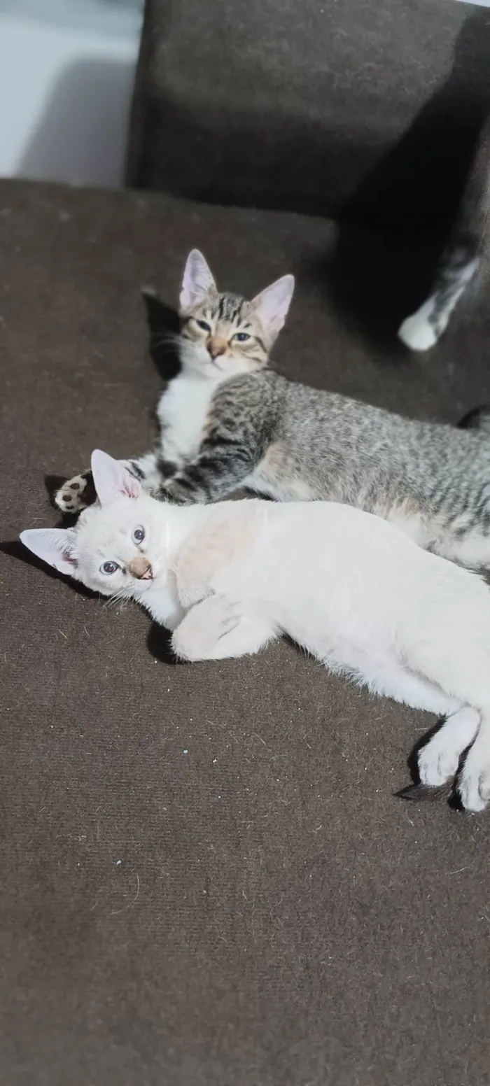 Gato ra a SRD-ViraLata idade 2 a 6 meses nome Sem