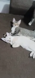 Sem
