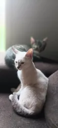 Sem
