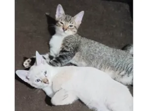 Gato raça SRD-ViraLata idade 2 a 6 meses nome Sem