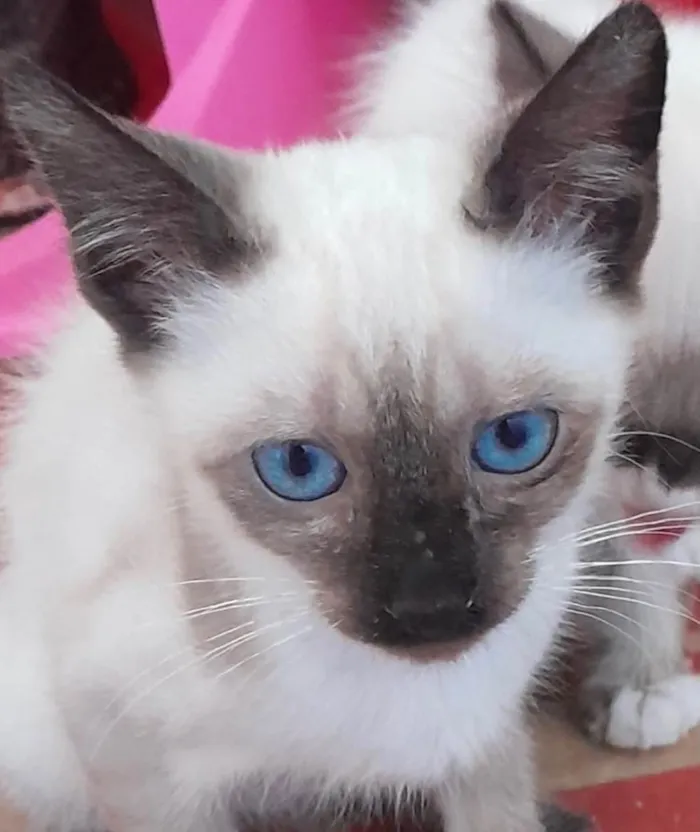 Gato ra a Siamês idade 2 a 6 meses nome Kiko