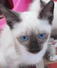 Kiko